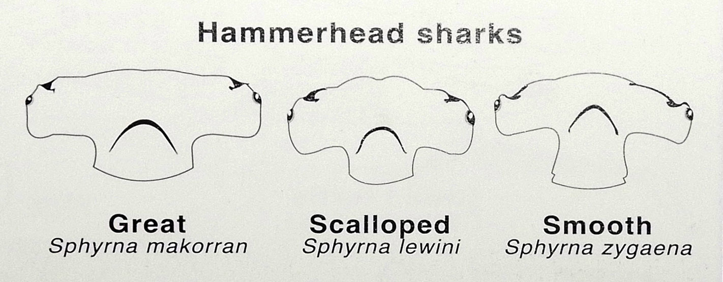 Hammerhead shark diagram Johan Boshoff Marine Life Society of South