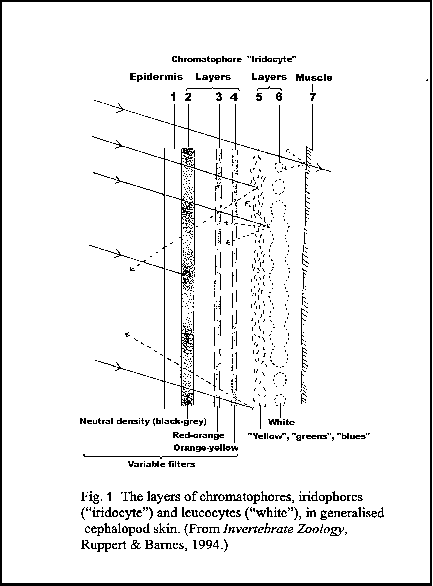Diagram of cuttlefish chromatophores