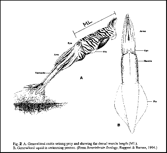diagram of cuttlefish seizing prey