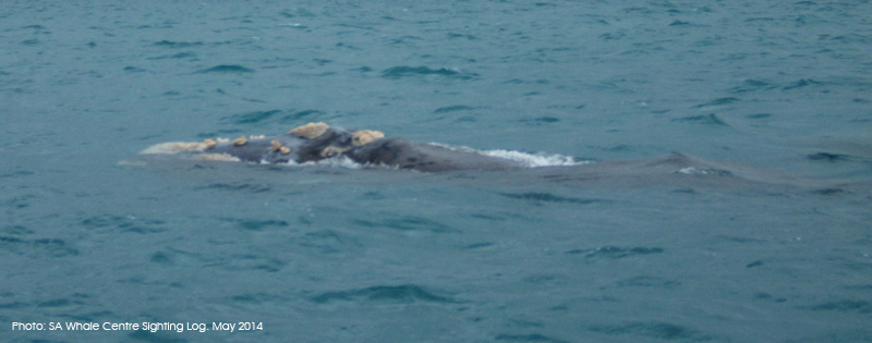 Southern Right Whale - SA Whale Centre - May 2014