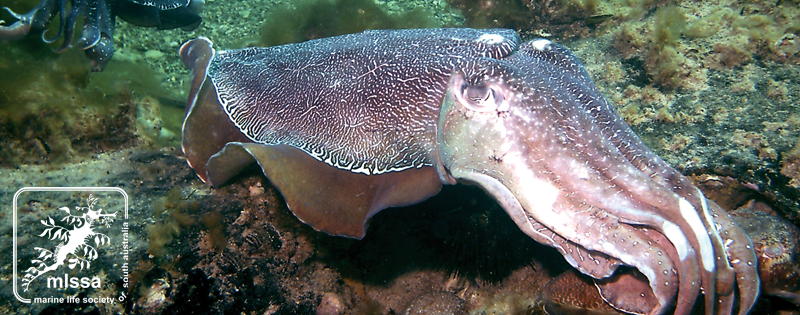Giant Australian Cuttlefish, Point Lowly - Paul Macdonald