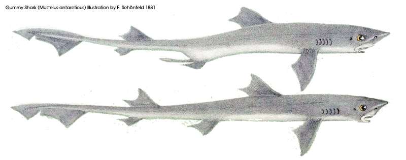 Gummy shark illustration 1881