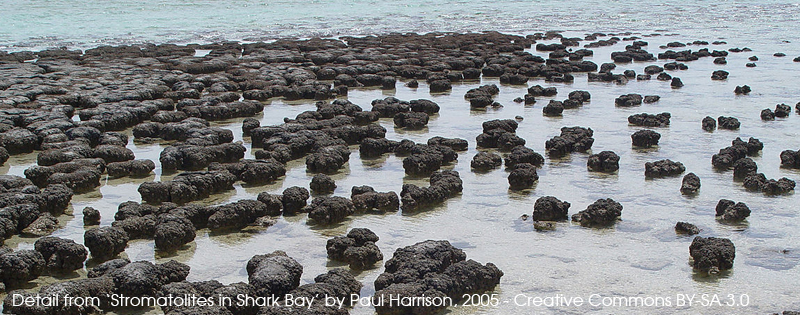 Detail from Stromatolites in Shark Bay - Paul Harrison, 2005
