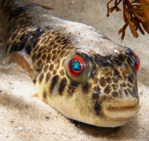 Smooth Toadfish by David Muirhead