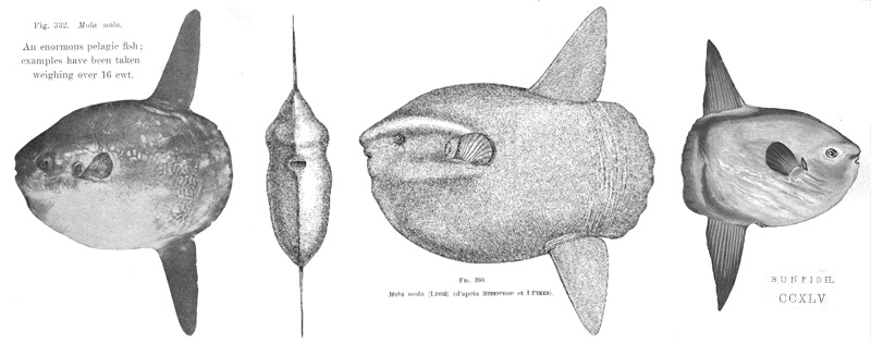 mola mola historic sunfish image montage