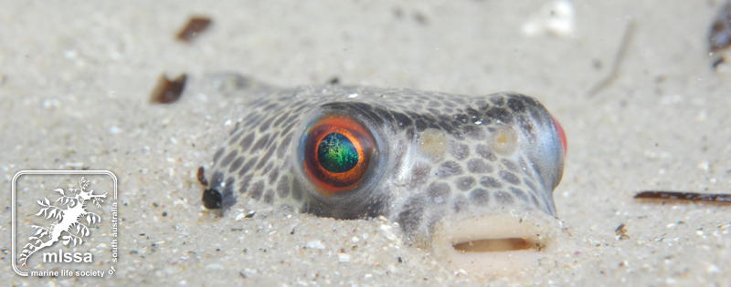 smooth toadfish buried in sand david muirhead