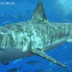 White shark by Terry Goss