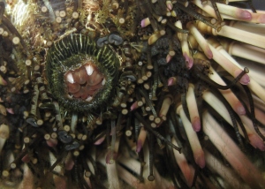 Underside of a purple sea urchin, teeth open