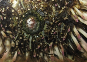 Underside of a purple sea urchin, teeth closed