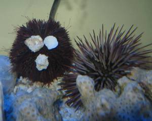Heather's purple sea urchins, 'Porky' and 'Spike'.