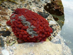 Vera Cruz's photo of a swimming anemone, initially mistaken for a bubble coral