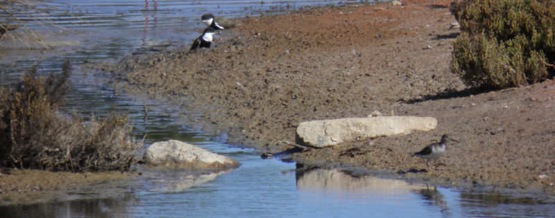 wetland shorebirds - Dan Monceaux
