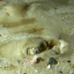 Buried Shovelnosed ray, Glenelg by Dan Monceaux MLSSA