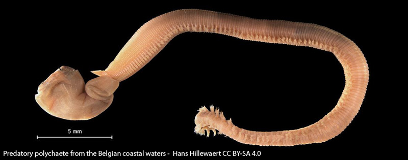 Glycera polycheate worm - Hans Hillewaert