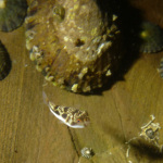 Tiny toadfish at Glenelg marina rockwall by Dan Monceaux