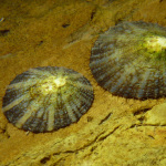 Limpets at Glenelg marina rockwall by Dan Monceaux MLSSA