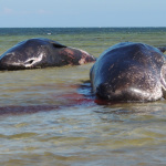 Central pair of dead sperm whales at Ardrossan Dec 8 2014 - Emma Monceaux for web 2
