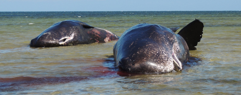 Central pair of dead sperm whales at Ardrossan Dec 8 2014 - Emma Monceaux for web