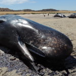 Dead sperm whales at Ardrossan low tide Dec 9 - Emma Monceaux