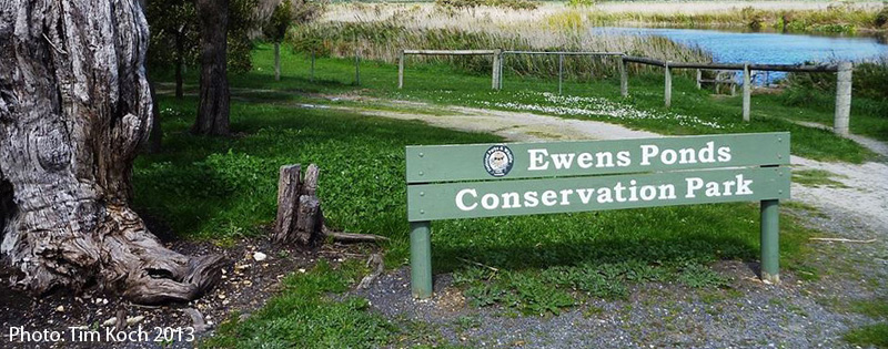 Ewens Ponds Conservation Park 2013 Tim Koch