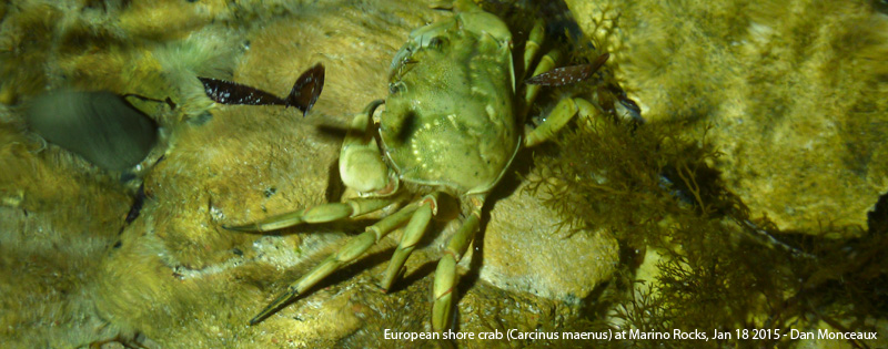 European shore crab (Carcinus maenus) at Marino Rocks - Dan Monceaux 2015
