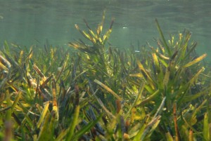 Hardyheads or similar in shallow seagrass (Sceale Bay)