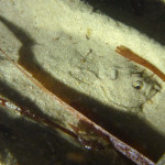Buried juvenile flounder, Glenelg North - Dan Monceaux 2015