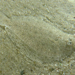 Juvenile flounder, Glenelg North - Dan Monceaux 2015