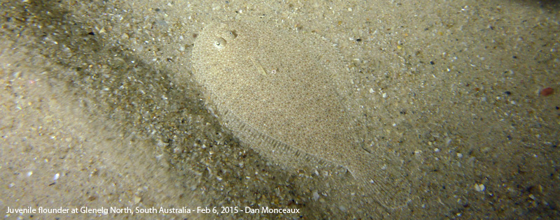 Juvenile flounder, Glenelg North - Dan Monceaux 2015