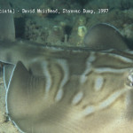 Southern fiddler ray - Stanvac Dump, David Muirhead 1997