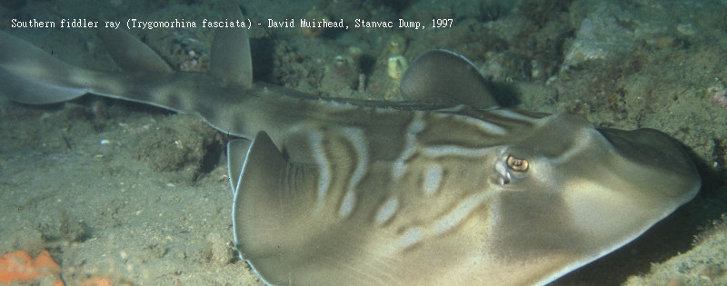 Southern fiddler ray - Stanvac Dump, David Muirhead 1997