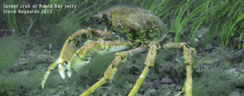 Spider crab - rapid bay jetty - steve reynolds 2013
