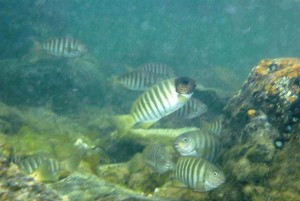 Zebra Fish(G.zebra)w black head among 'normals' Lady Bay SA 11-10-2010 dsm i82198