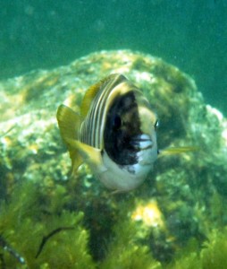 Zebrafish w hemicranial black colour,Lady Bay snkl,27-10-011