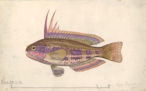 Scan of Rainbow Fish original
