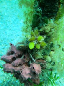 a-star-droppers-living-coverfishing-linebetween-old-new-rapid-bay-jettiesmlssa-dive26-11-16dsmipict7771