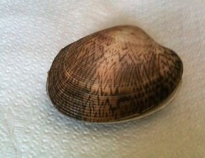 Venus shell
