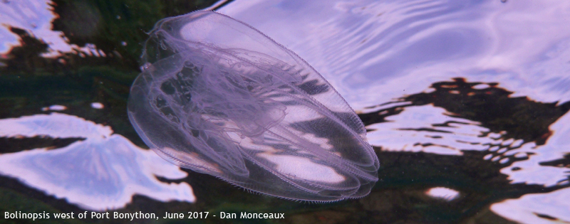 Bolinopsis, Port Bonython 2017 - Dan Monceaux