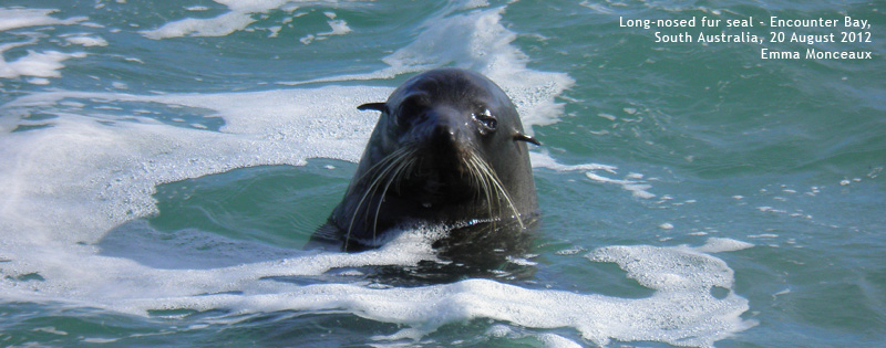 Long-nosed fur seal at Encounter-Bay by Emma Monceaux