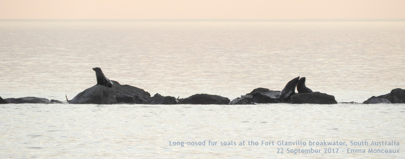 Long-nosed fur seals at Fort Glanville breakwater, SA - Emma Monceaux