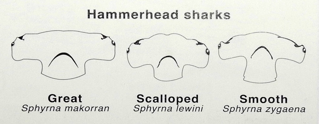 Hammerhead shark diagram - Johan Boshoff