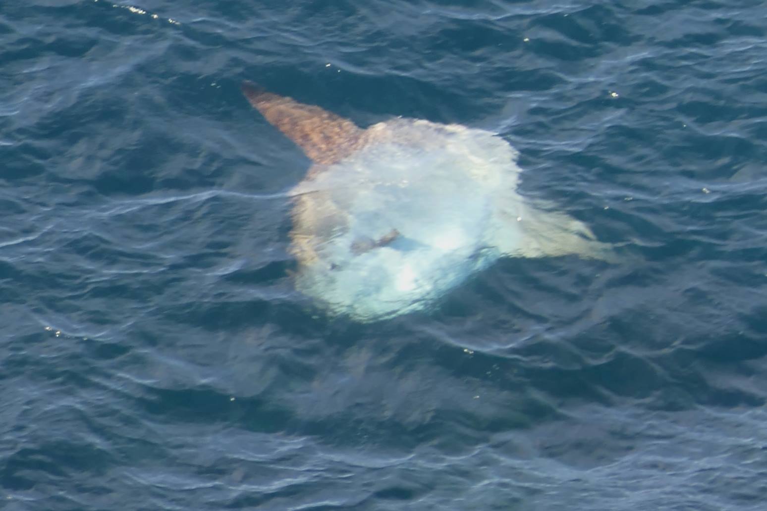 Sunfish approaches the surface in a horizontal position