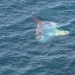 Sunfish approaches the surface in a horizontal position