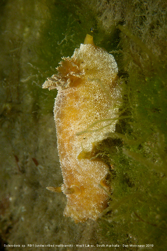 Undescribed nudibranch (Sclerodoris sp. RB1) - West Lakes, South Australia