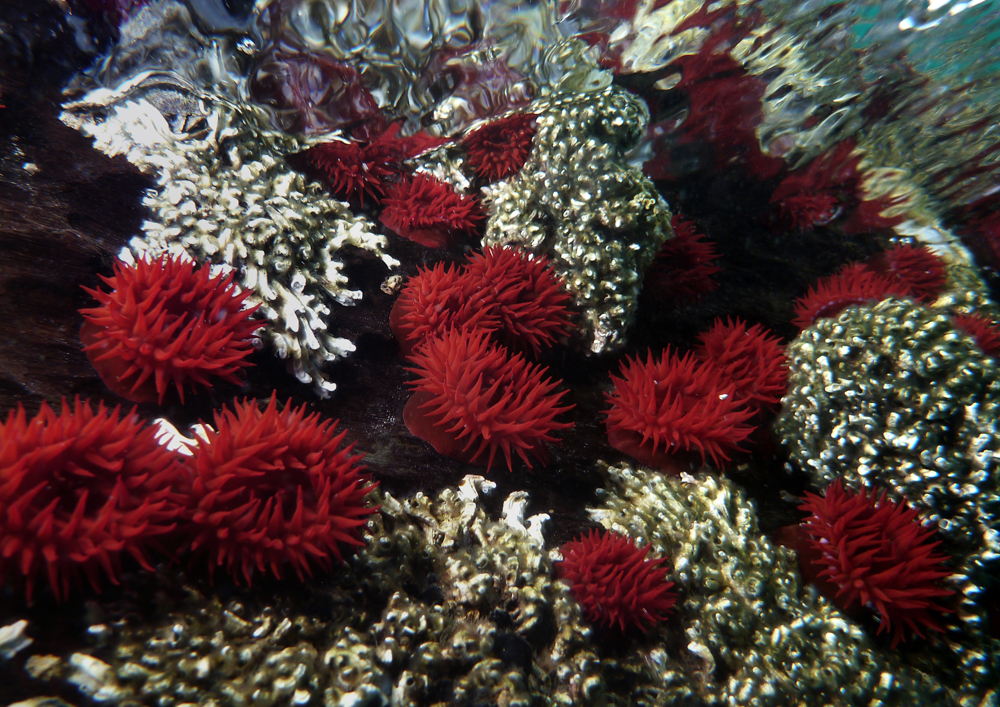 Waratah anemones, Port Noarlunga, South Australia - Dan Monceaux
