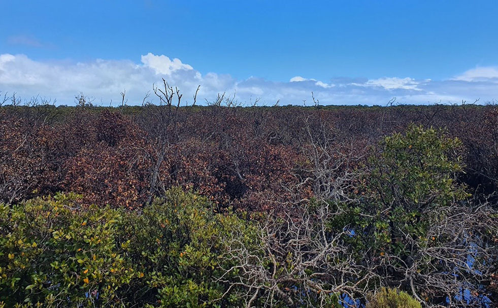 Ground view of canopy of dead mangroves