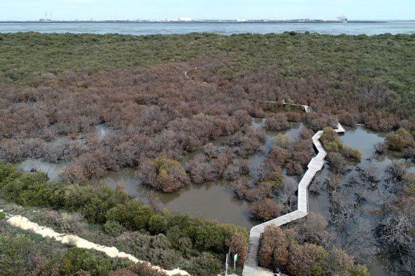 Dead mangroves flank the mangrove boardwalk, viewed from the air